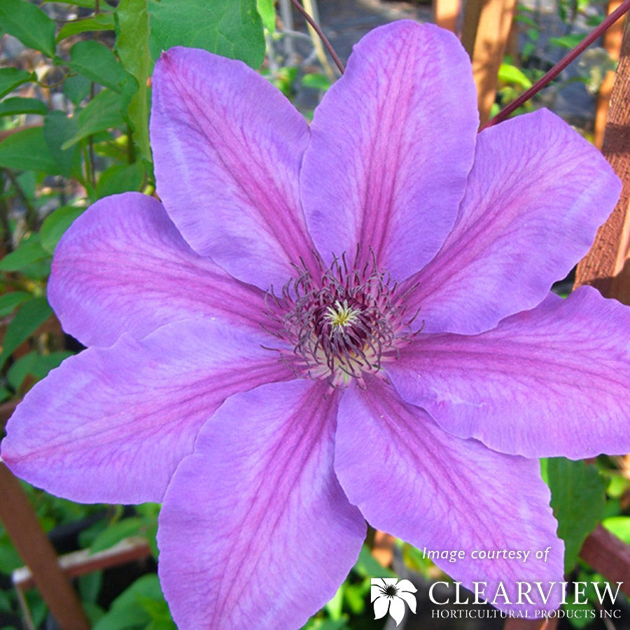 Clematis Horn of Plenty 1gal bicolor purple