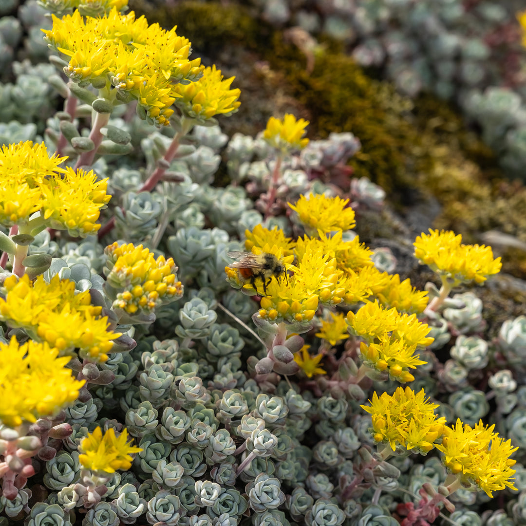 Sedum spath Cape Blanco 4in – Cornell Farm