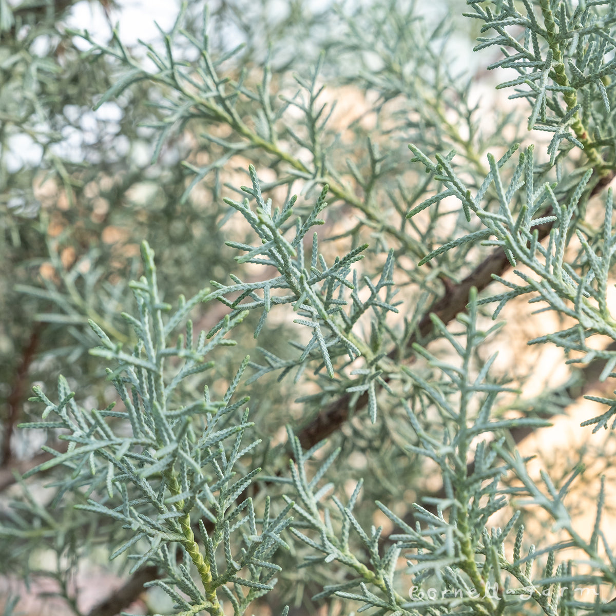 Cupressus a. Carolina Sapphire 10gal Arizona Cypress