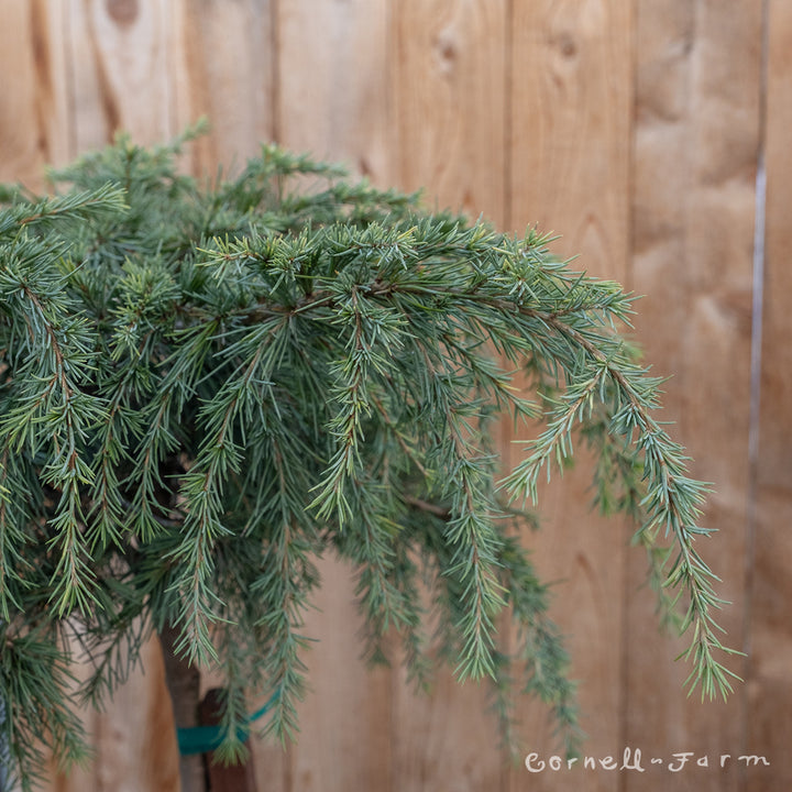 Cedrus d. Feelin Blue 5gal Dwarf Deodar Cedar PT – Cornell Farm