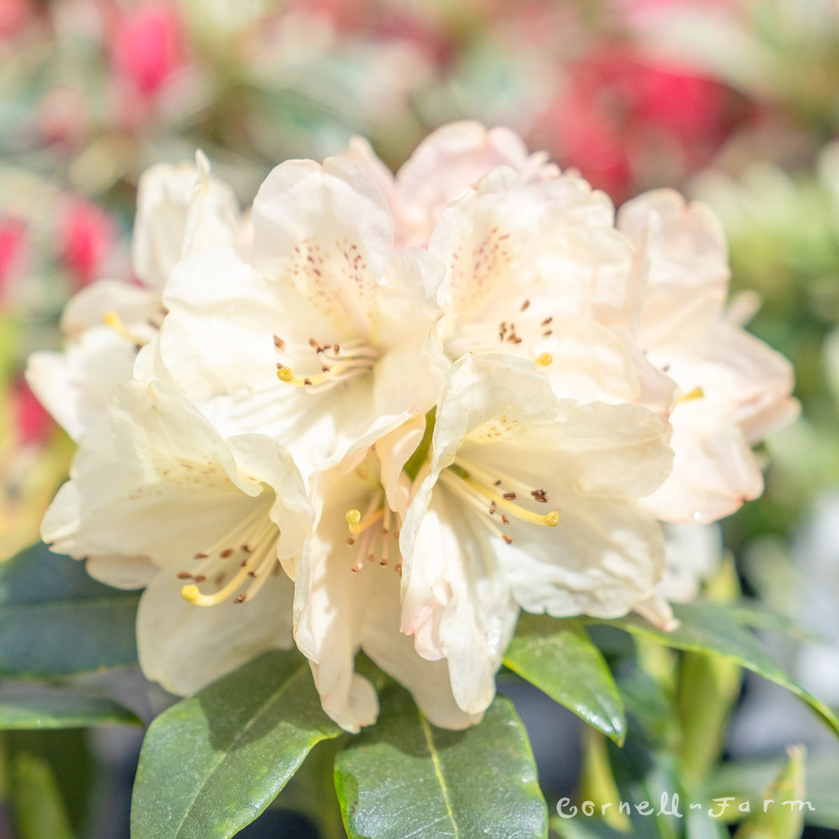 Rhododendron Festivo 1gal