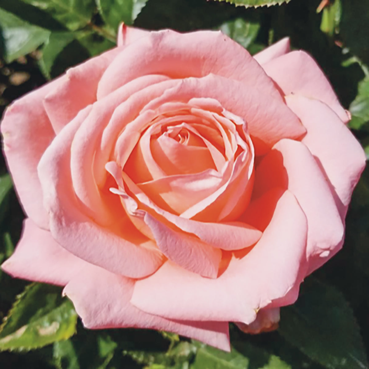 Rose Heavenly Scented 5gal Hybrid Tea