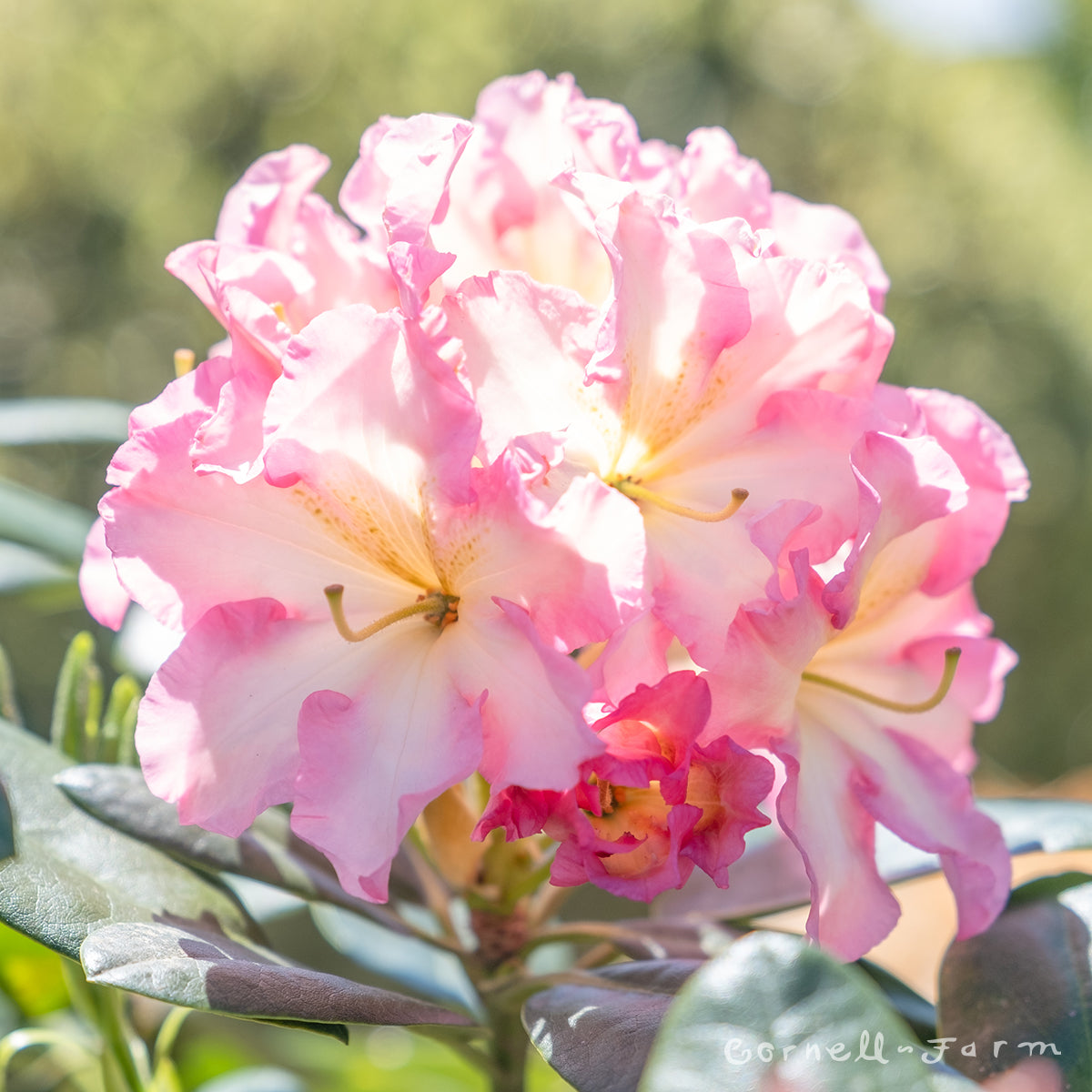 Rhododendron Melrose Flash 10gal