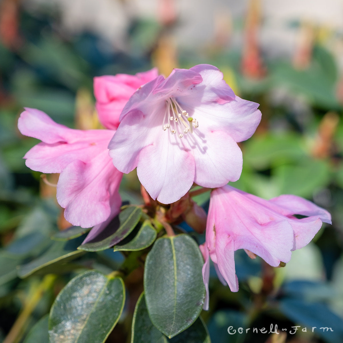 Rhododendron Bow Bells 2gal