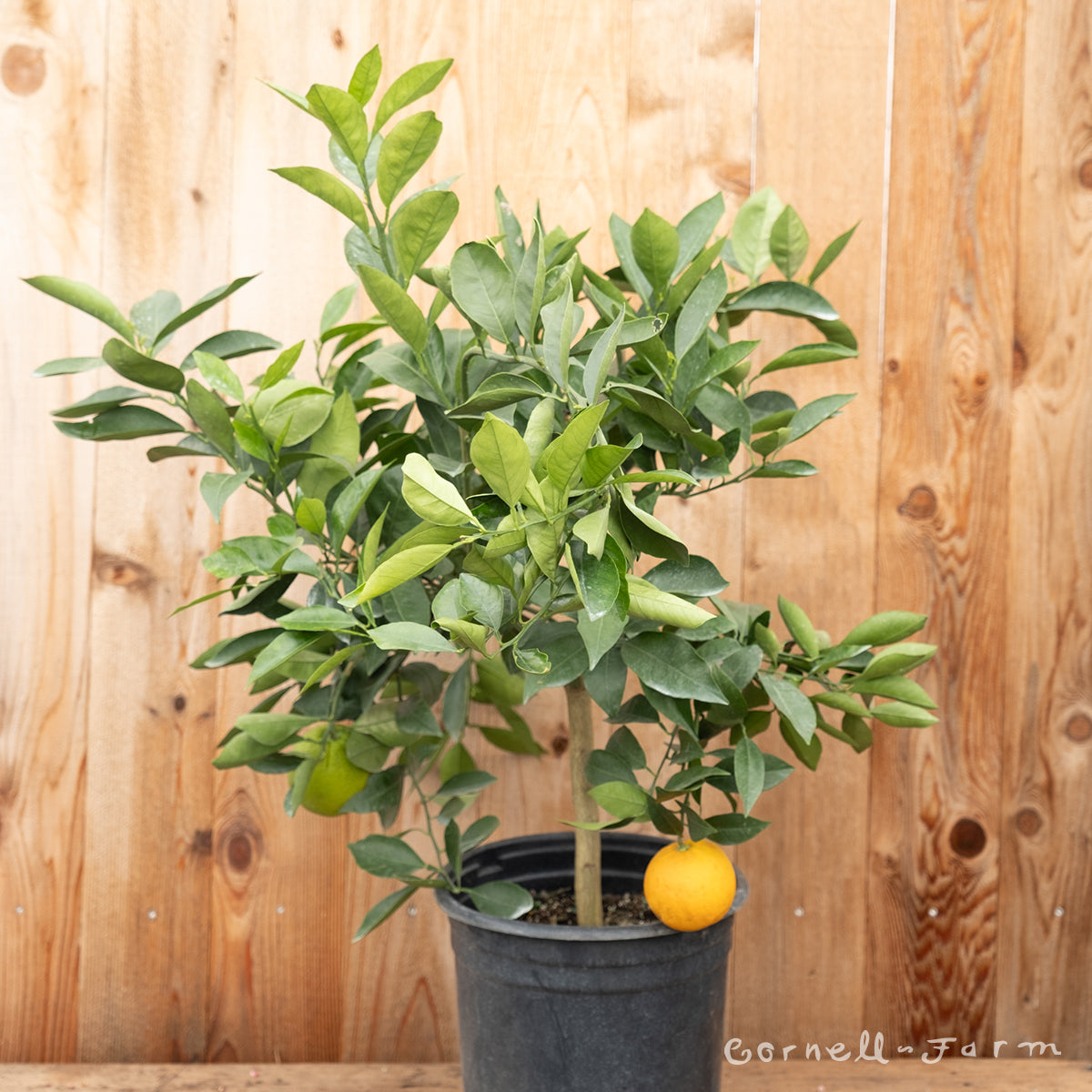 Citrus Orange Cara Cara Navel 5gal