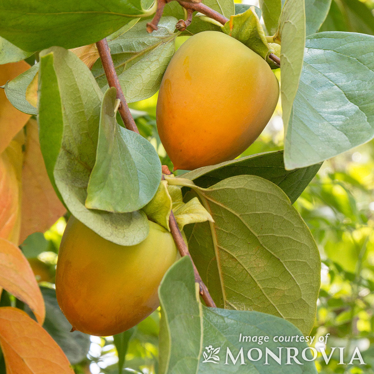 Diospyros Hachiya 5gal Persimmon