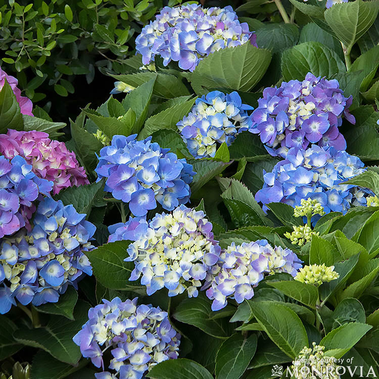 Hydrangea m. Cape Cod 5gal Seaside Serenade