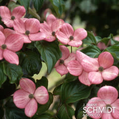 Cornus k. Satomi 15gal 1.25"cal. Dogwood Tree Pink