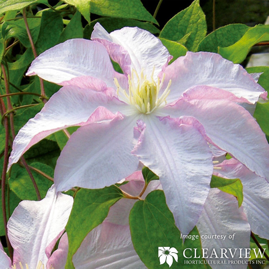 Clematis Vancouver Morning Mist 1gal pink