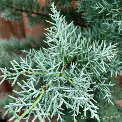 Cupressus a. Sulphurea 10gal Arizona Cypress