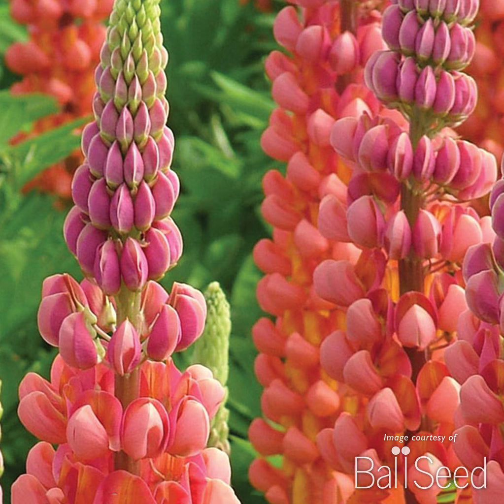 Lupinus Westcountry Terra Cotta 1gal Lupine CF – Cornell Farm