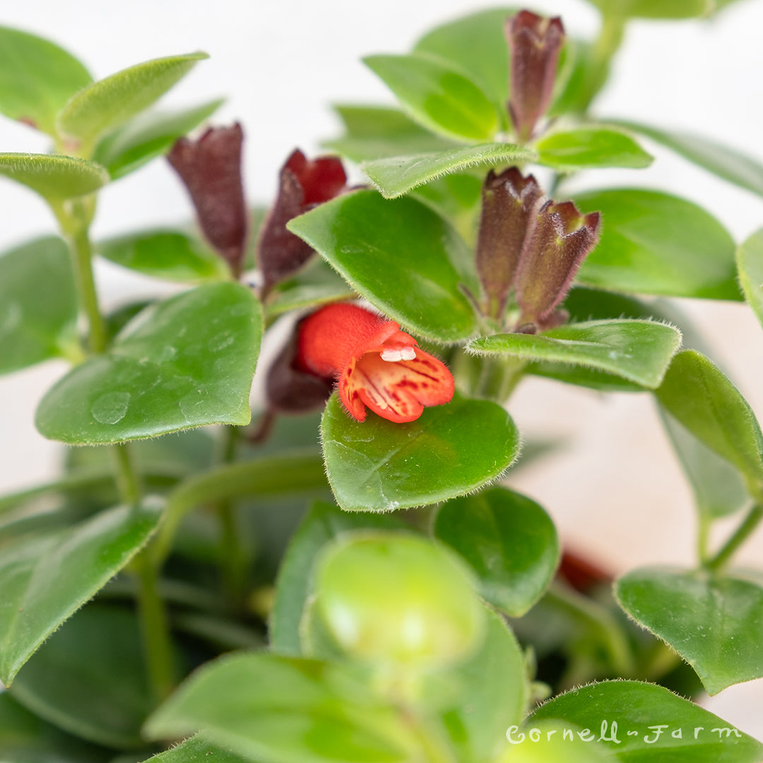 Aeschynanthus lobbianus 4in Basket Vine Lipstick Plant – Cornell Farm