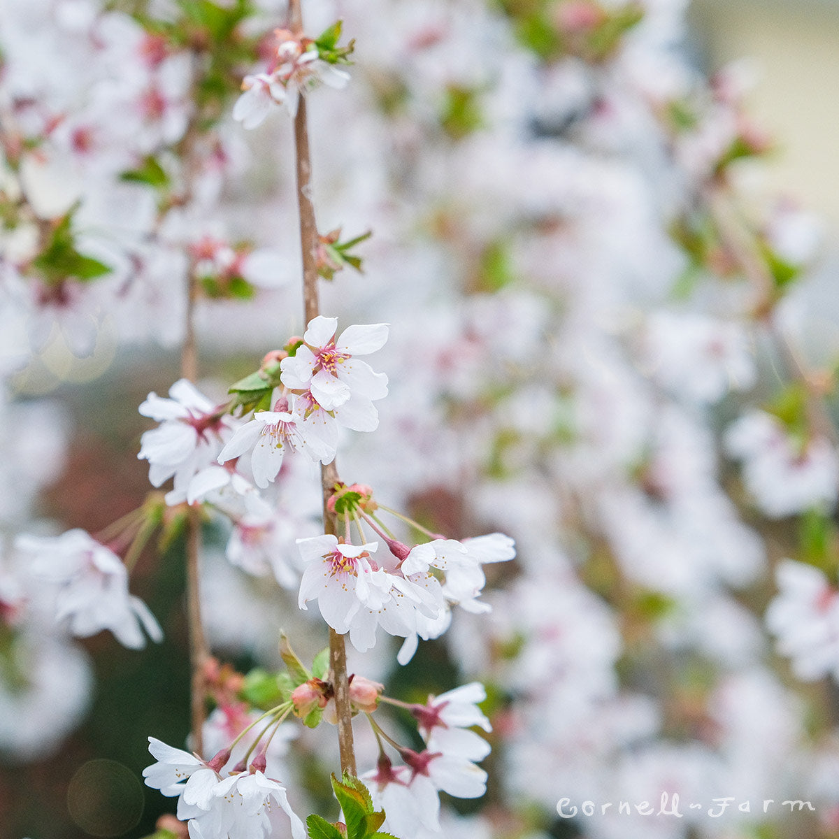 Prunus s. Snow Fountain 15gal 6ft graft Flowering Cherry