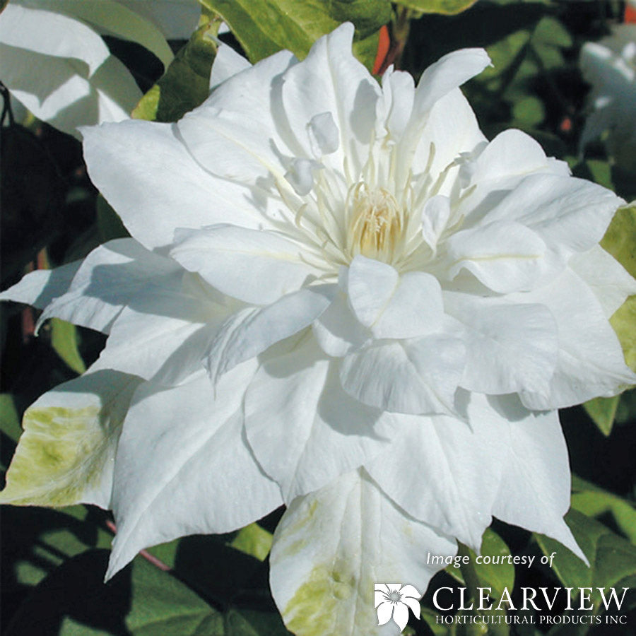 Clematis t. Duchess of Edinburgh 1gal White