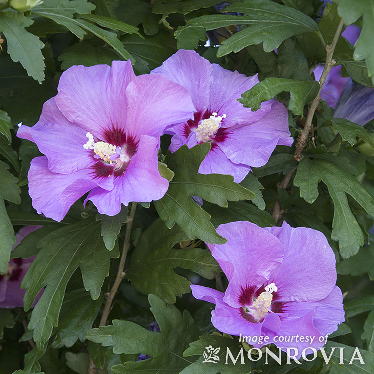 Hibiscus s. Minerva 4-5ft PT Hardy Rose of Sharon