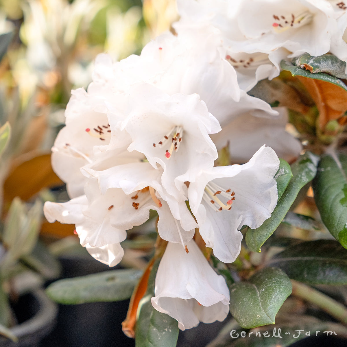 Rhododendron Neat-O 1gal