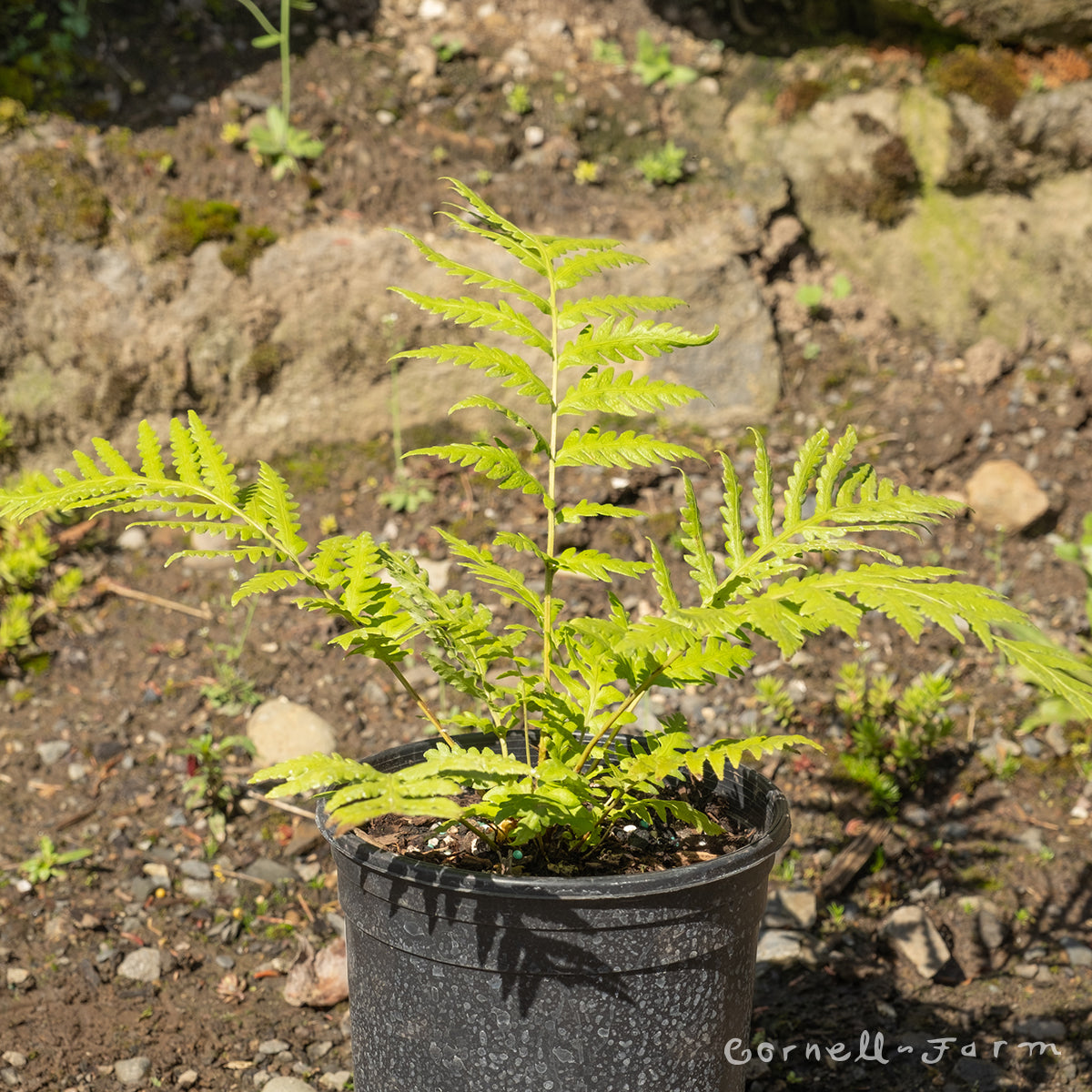 Woodwardia fimbriata 1gal Giant Chain Fern – Cornell Farm