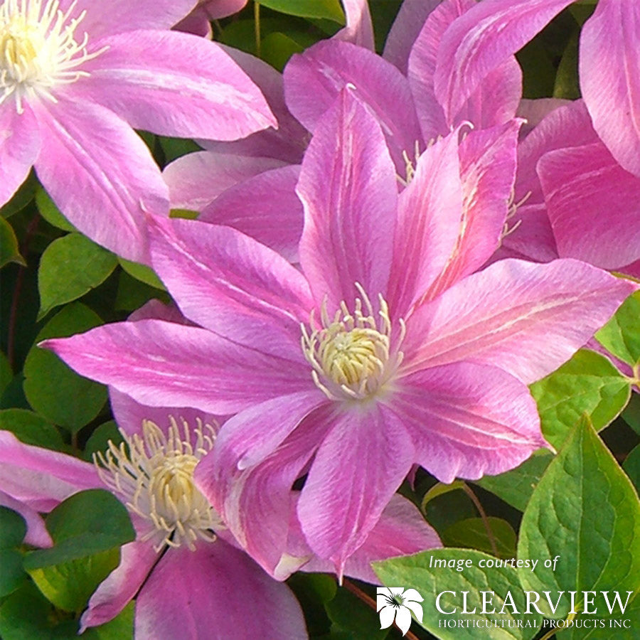 Clematis C.W. Dowman 1gal