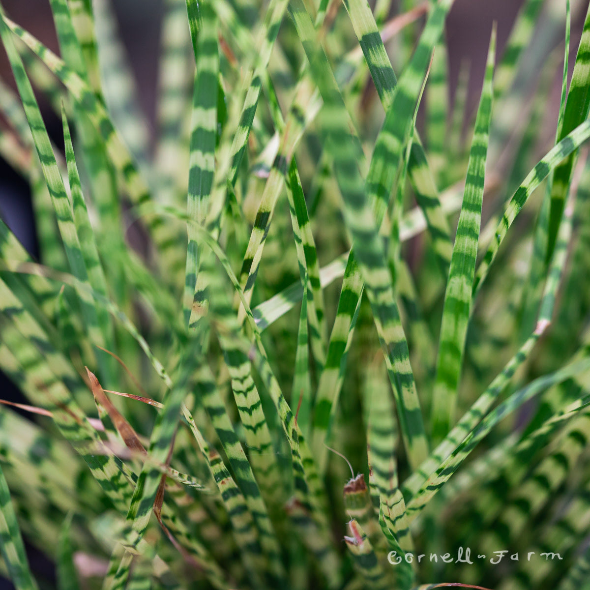 Miscanthus Gold Bar 5gal