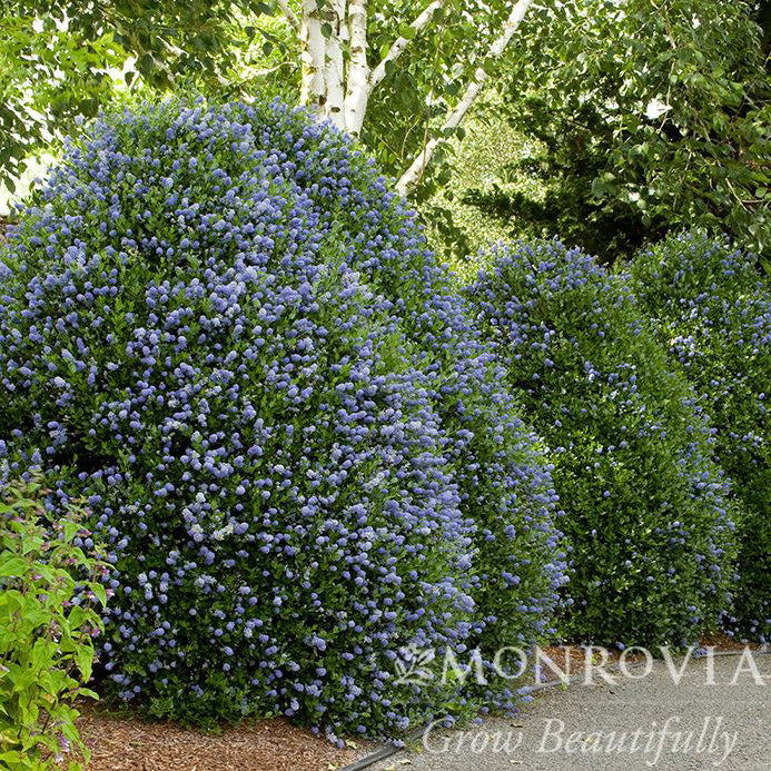 Ceanothus impressus Victoria 5gal California Lilac