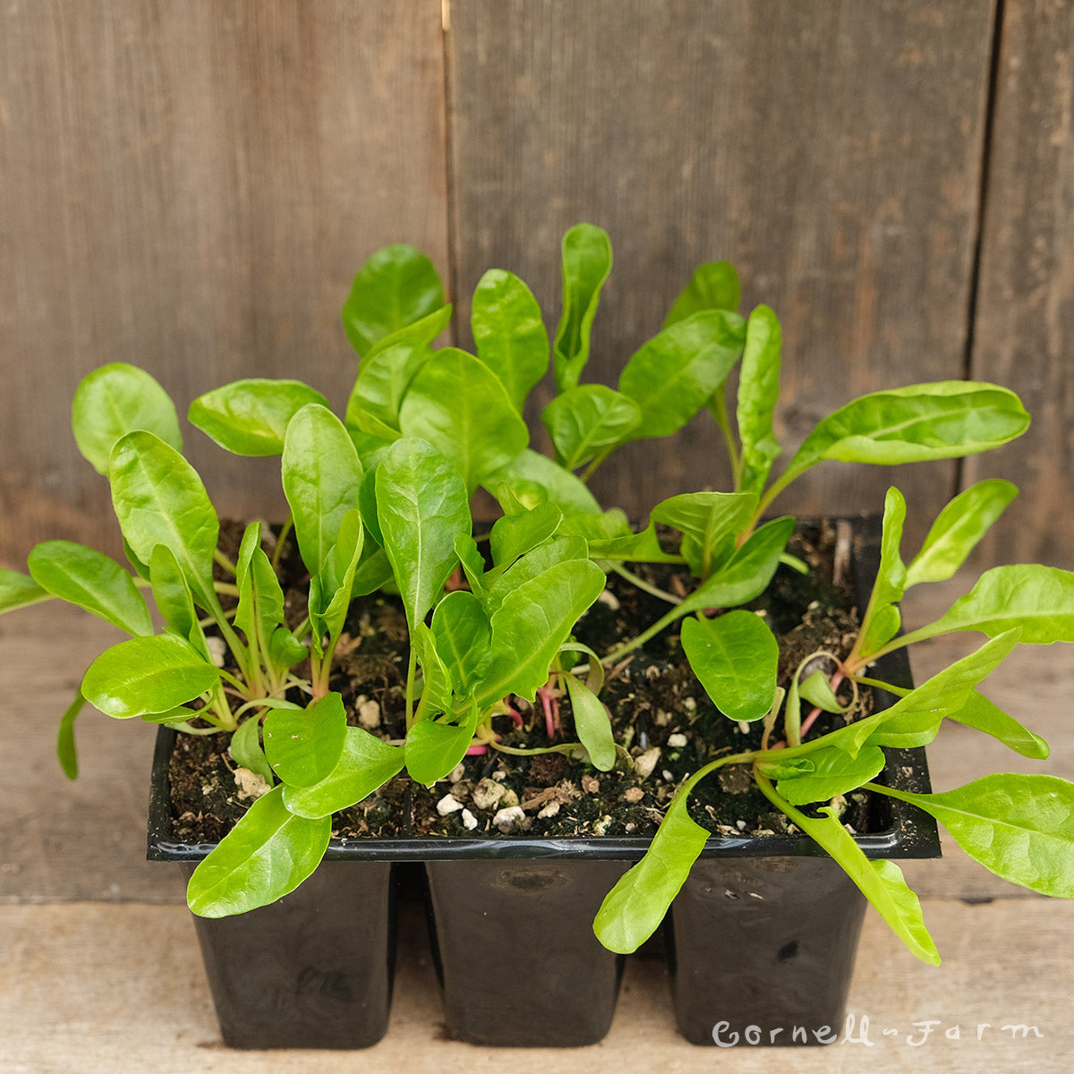 Swiss Chard Fordhook Giant Jumbo 6pk