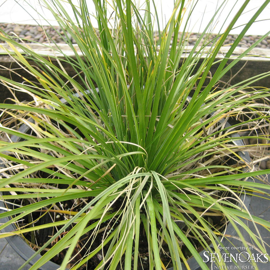 Xerophyllum tenax Qrt Bear Grass