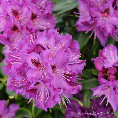 Rhododendron Colonel Coen 21-24in