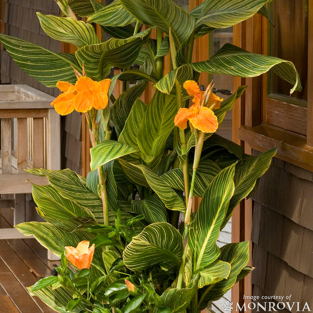 Canna indica Tropicanna Gold