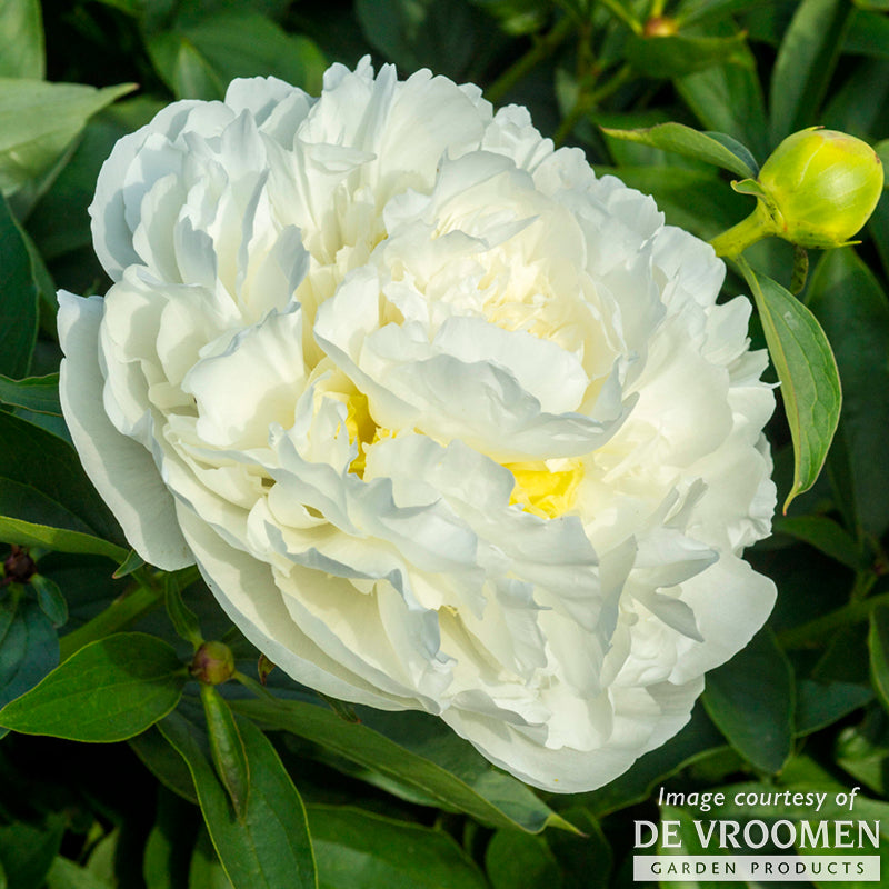 Paeonia Duchesse de Nemours 2gal Peony CF