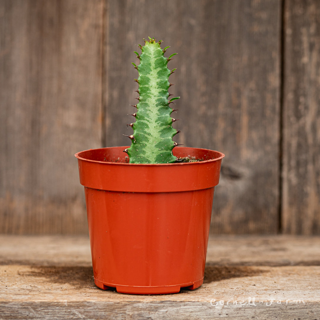 african milk tree succulent Euphorbia trigona 4in African Milk Tree