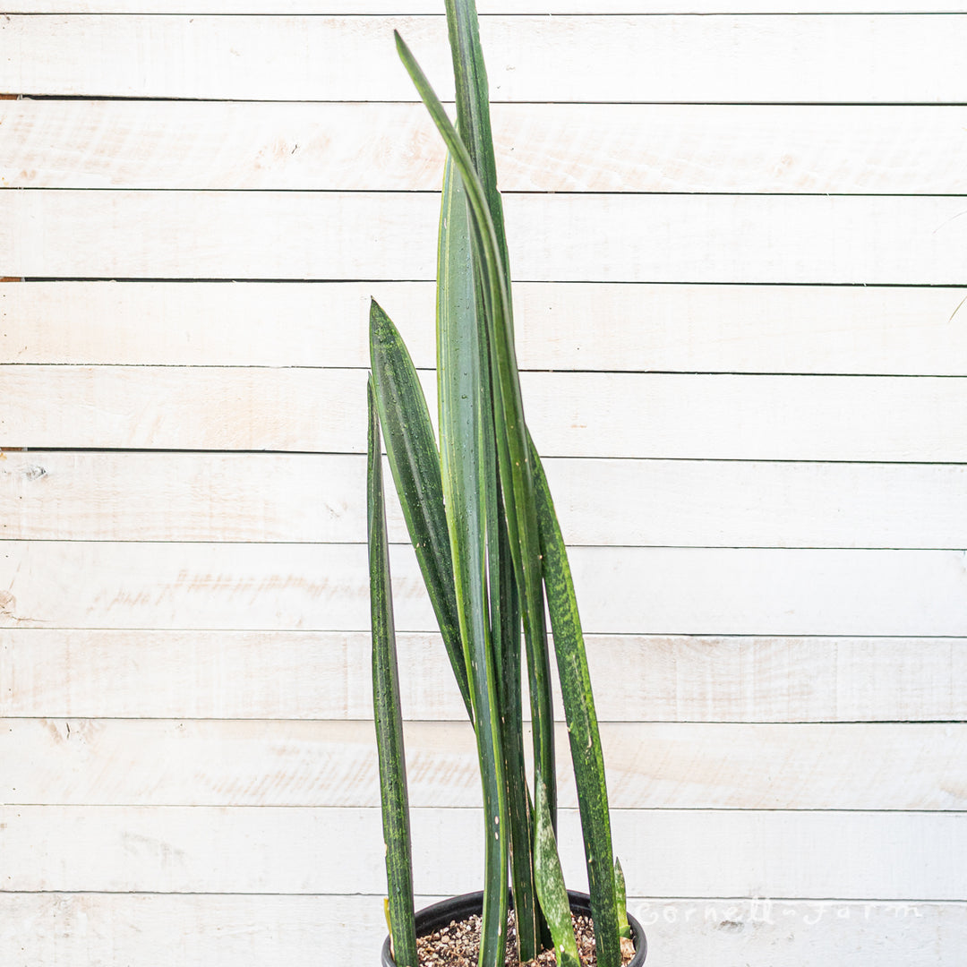 sansevieria manolin Sansevieria 2gal/10in Laurentii Mein Liebling – Cornell Farm