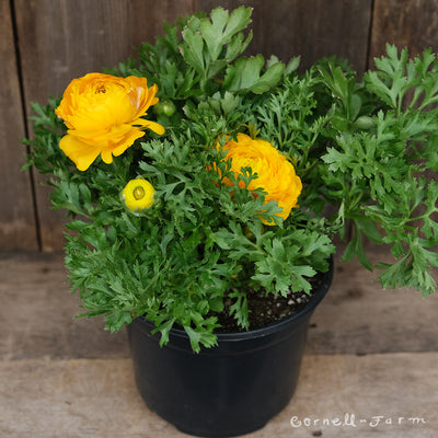 Ranunculus Yellow 6in