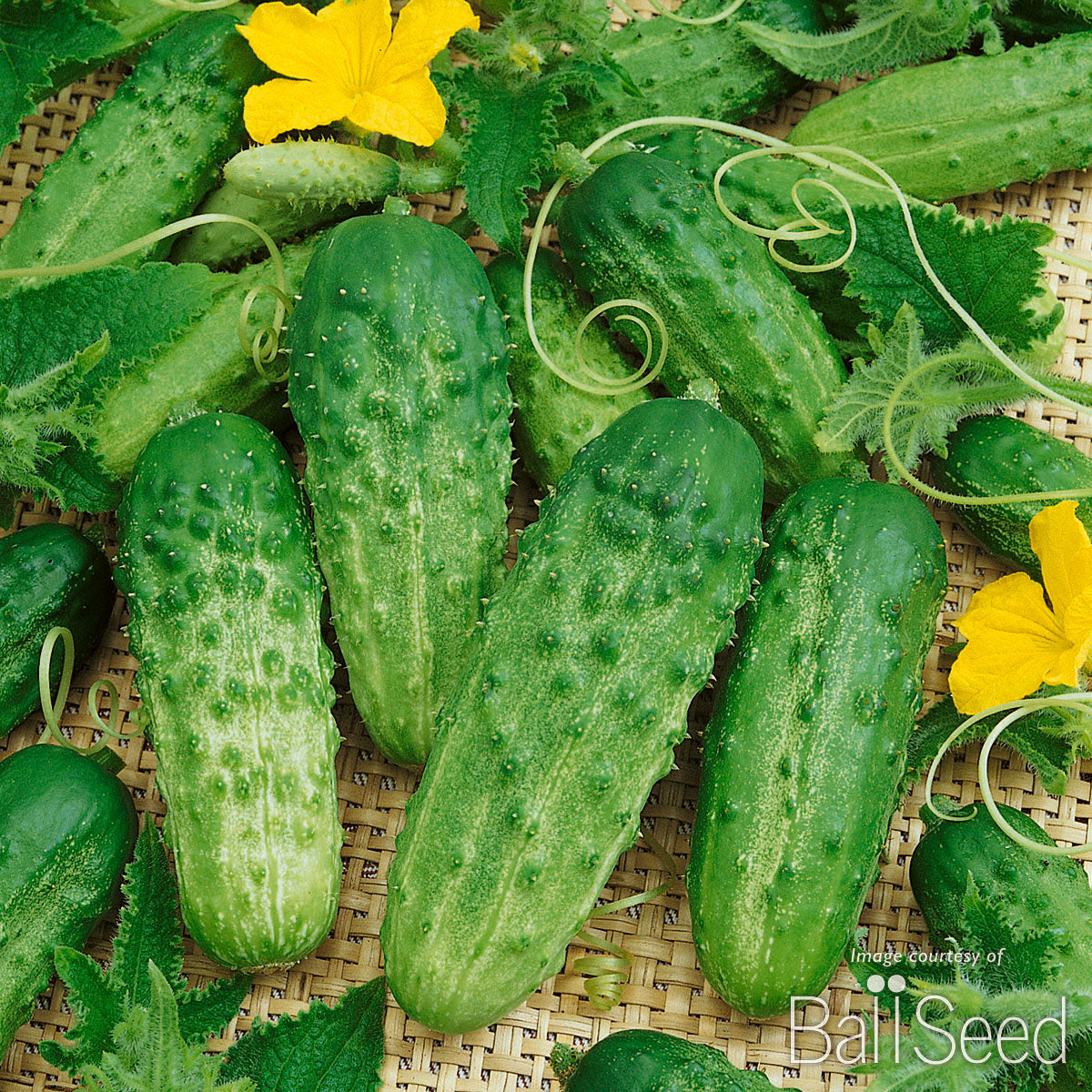 Cucumber Pick a Bushel Pickling 4''
