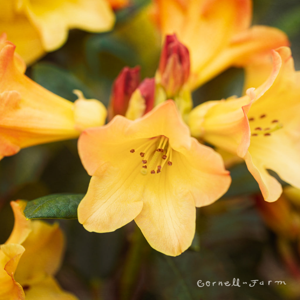 Rhododendron Nancy Evans 2gal Yellow – Cornell Farm
