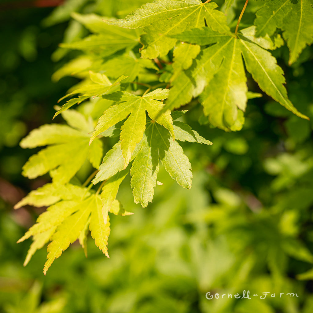Acer p. Sangokaku Coral Bark Japanese Maple