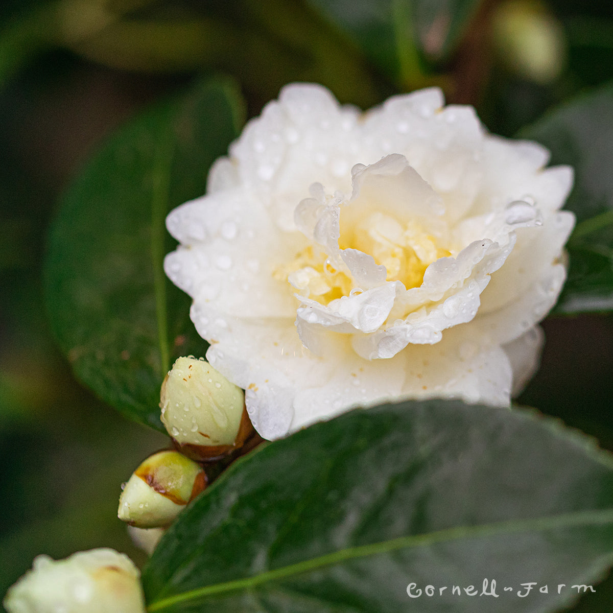 Camellia s. Winter's Snowman 5gal