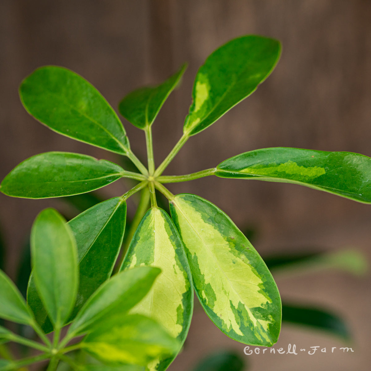 Schefflera arboricola var. 10in Gold Capella