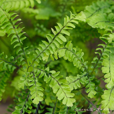 Perennials - Ferns – Cornell Farm