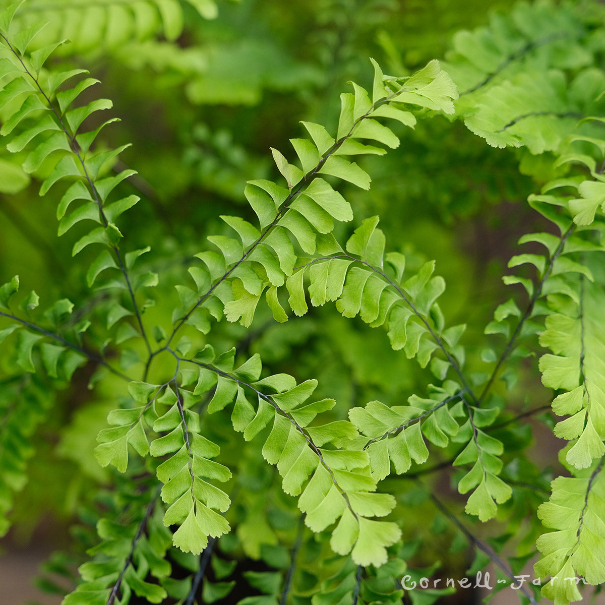Adiantum pedatum RGP Maidenhair Fern
