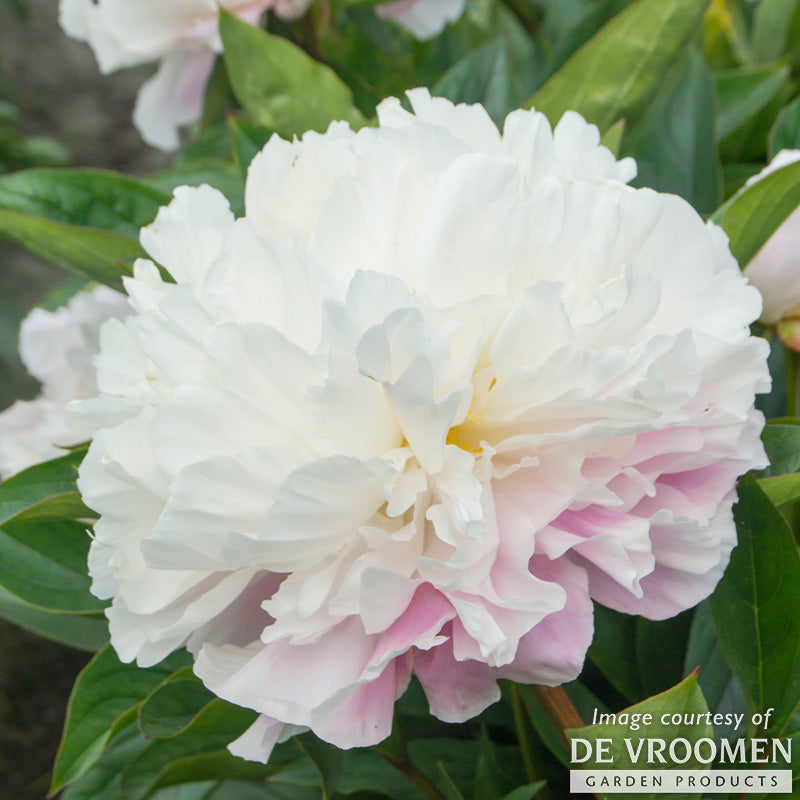 Paeonia Catharina Fontijn 2gal Peony CF – Cornell Farm