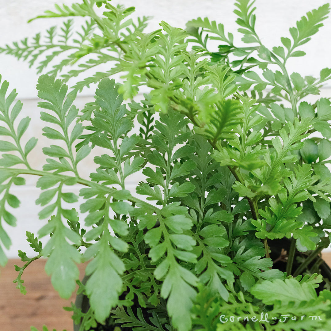 austral gem birds nest fern Asplenium dimorphum 4in Austral Gem Fern