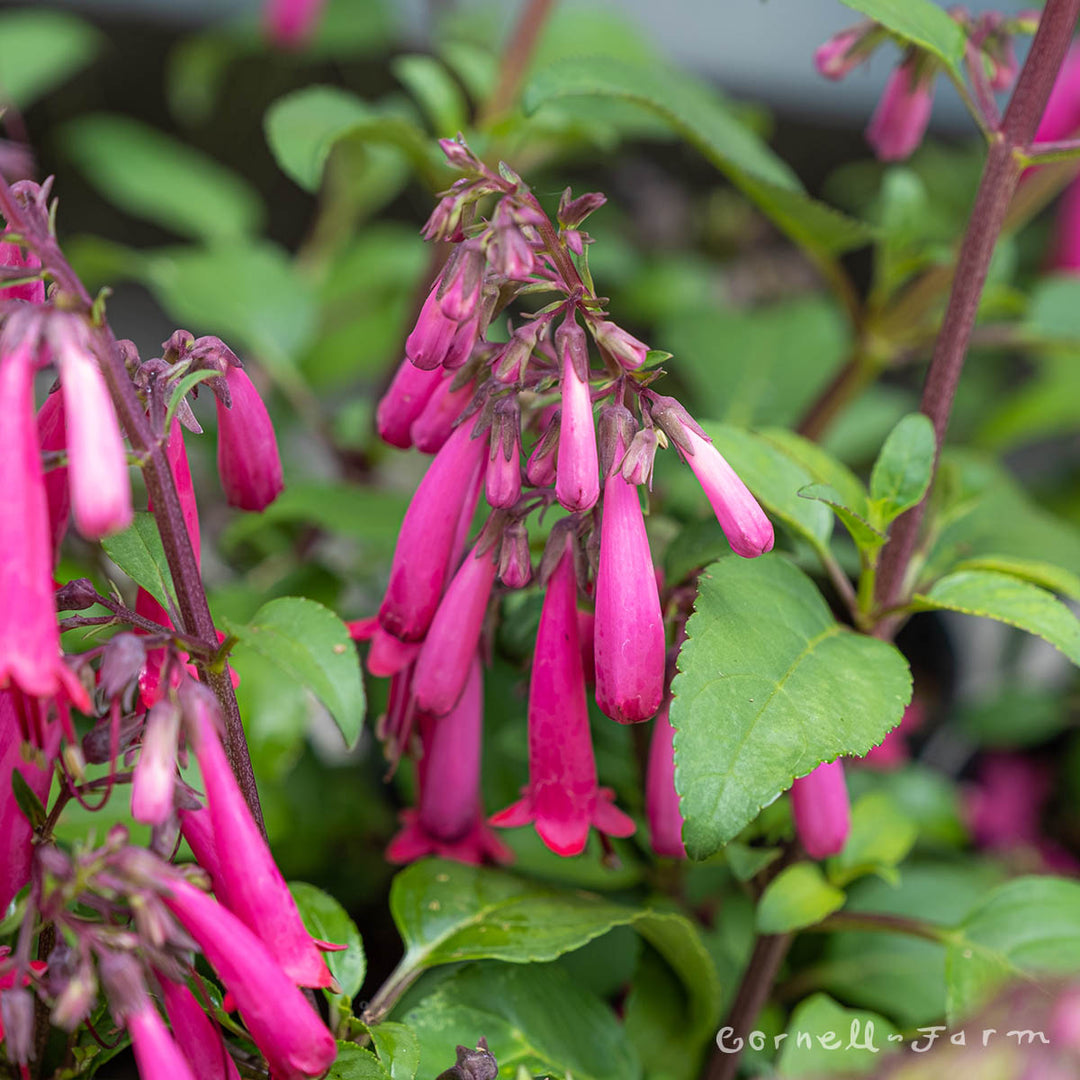 Phygelius Candydrops Deep Rose Cape Fuchsia Qrt