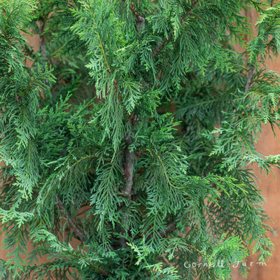 Chamaecyparis nootkatensis 5gal Alaskan Cedar