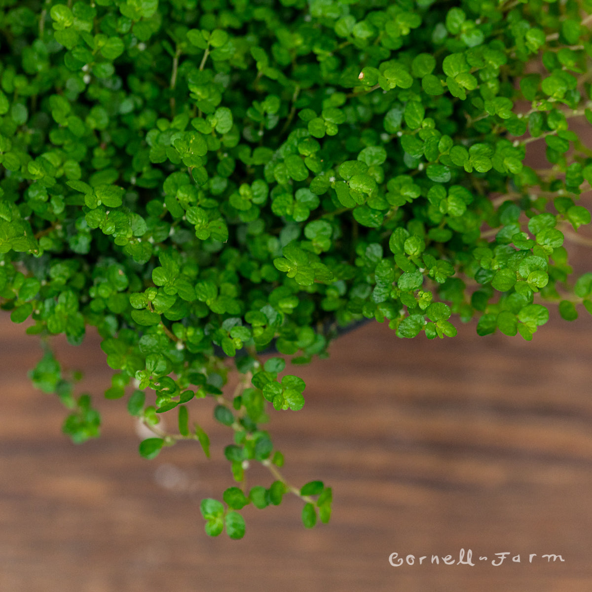 Soleirolia soleirolii 4in Baby Tears