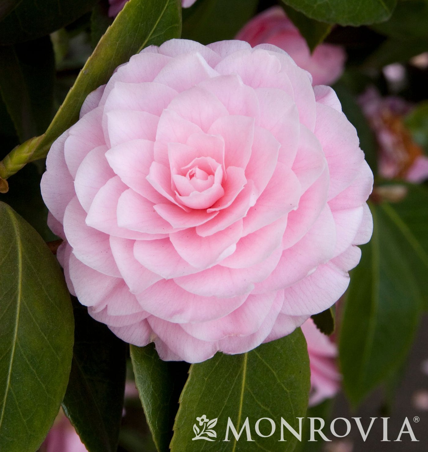 Camellia j. Pearl Maxwell 5gal