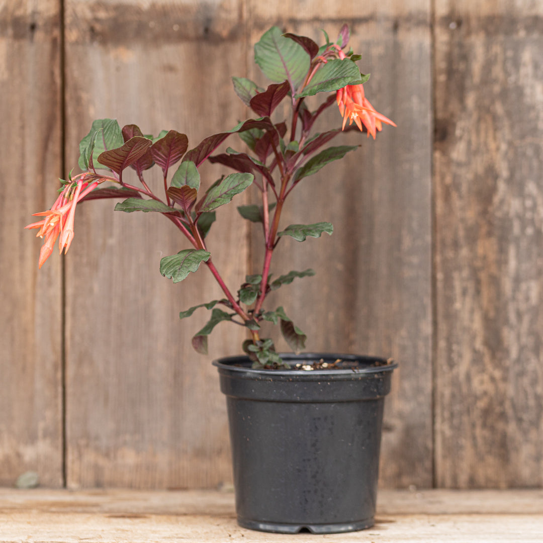 Fuchsia Gartenmeister Qrt. CF – Cornell Farm