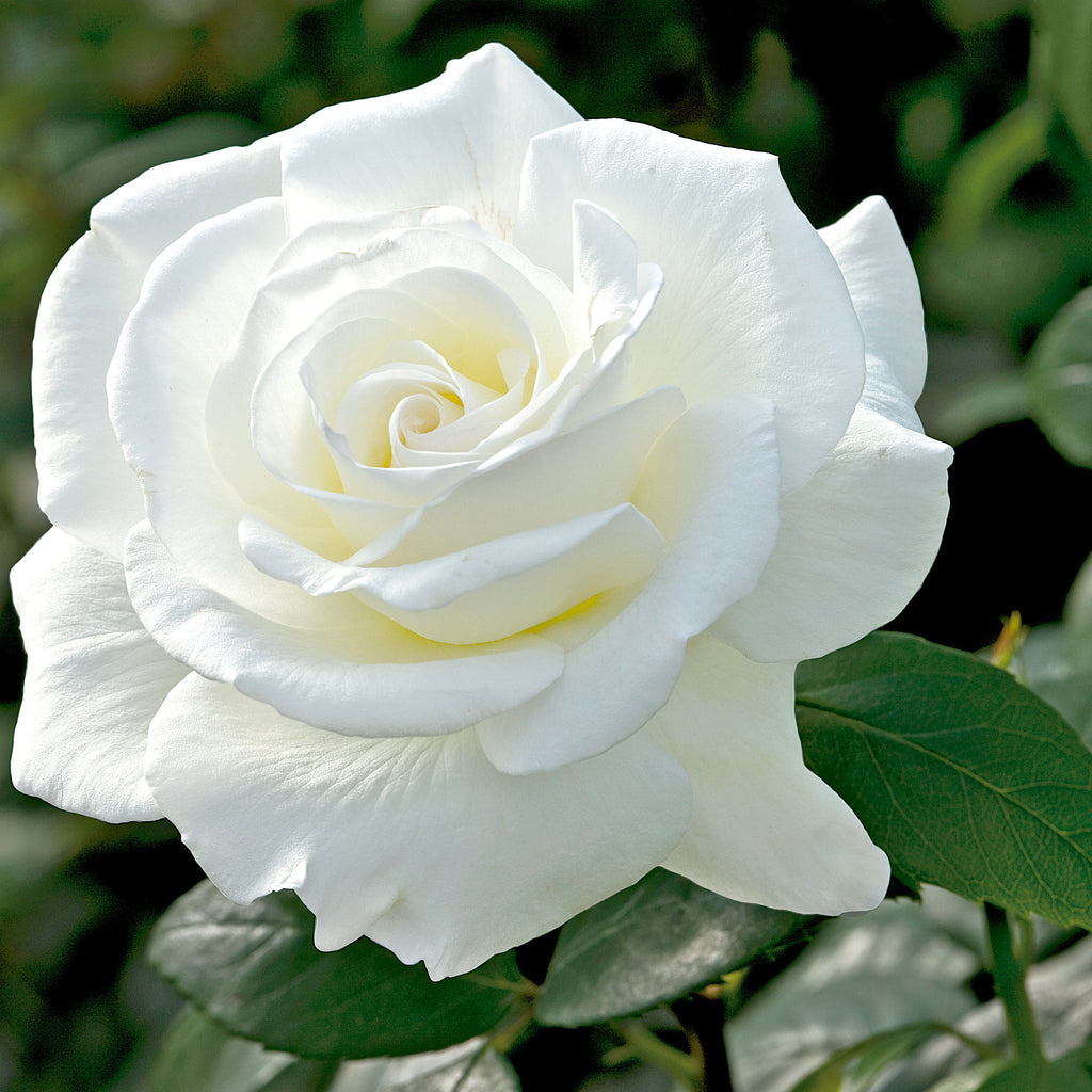 Weeks Roses Sugar Moon Hybrid Tea Rose
