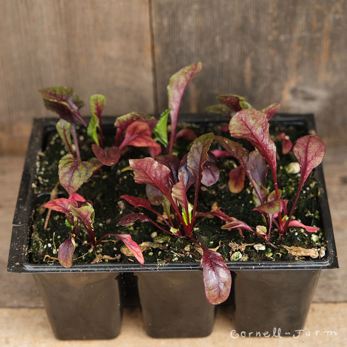 Beets Babybeat  Jumbo 6pk
