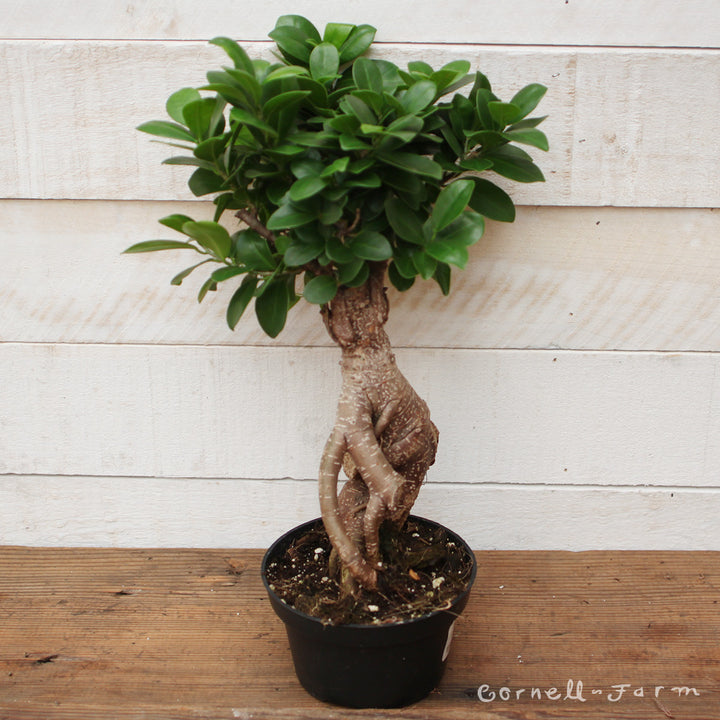 ficus microcarpa ginseng bonsai tree Ficus microcarpa 5in Ginseng Bonsai – Cornell Farm
