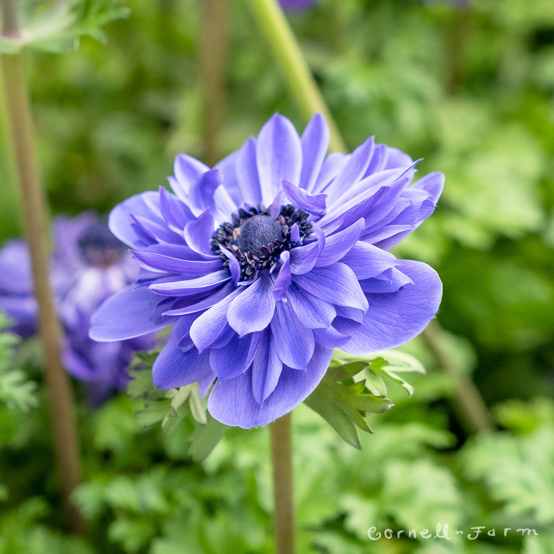 アネモネ2 アネモネ2 EUREKA SEVEN Hi-Evolution anemone PVC & ABS